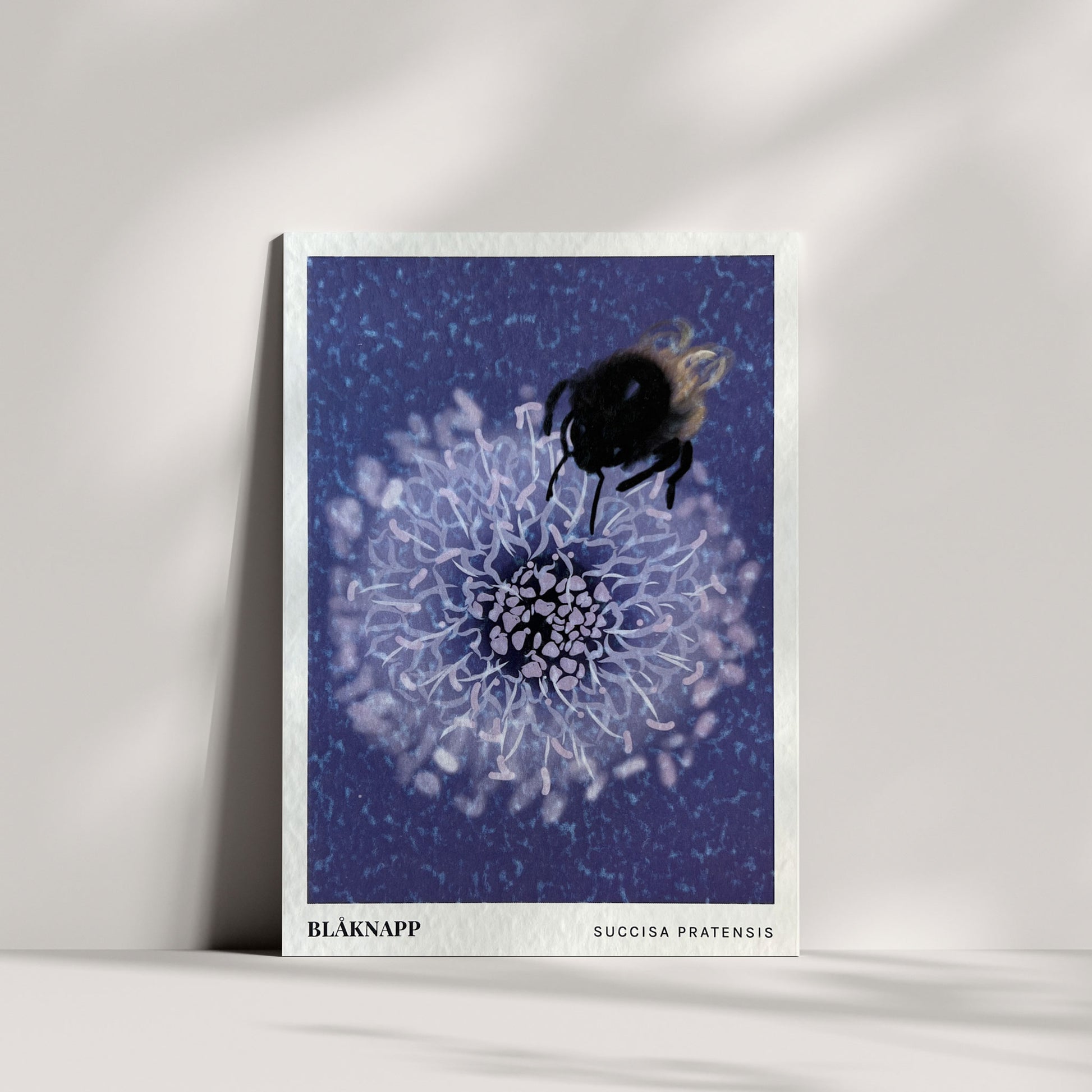 Blomsterkort - Blåknapp