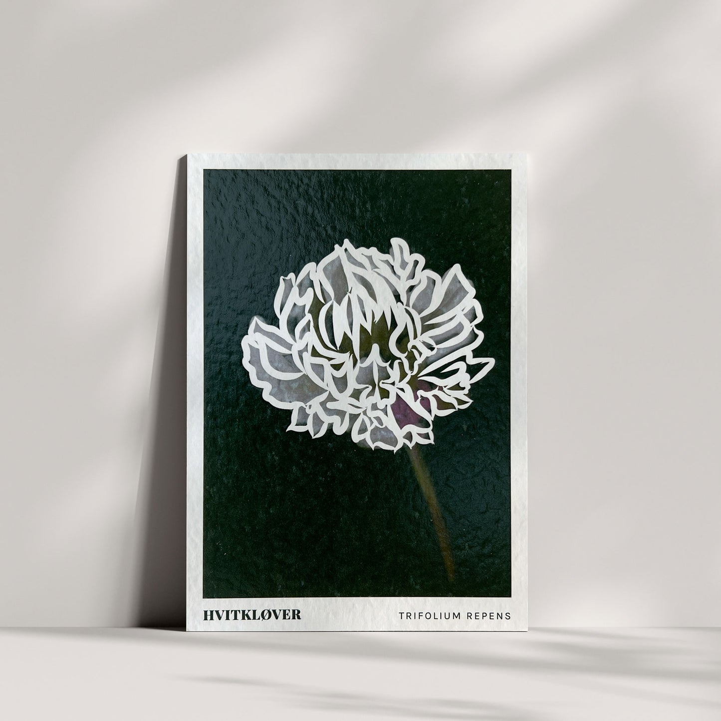 Blomsterkort - Hvitkløver