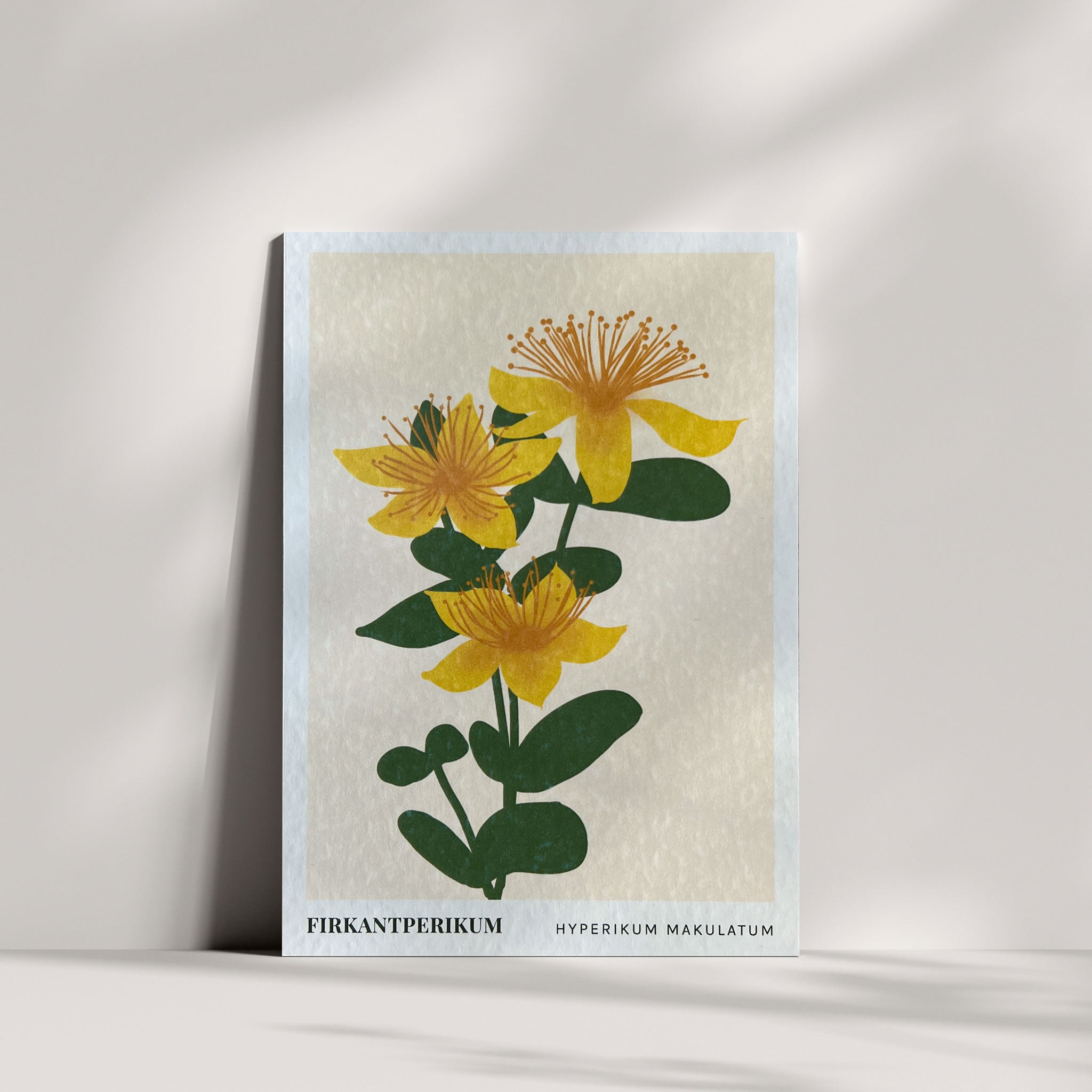 Blomsterkort - Firkantperikum